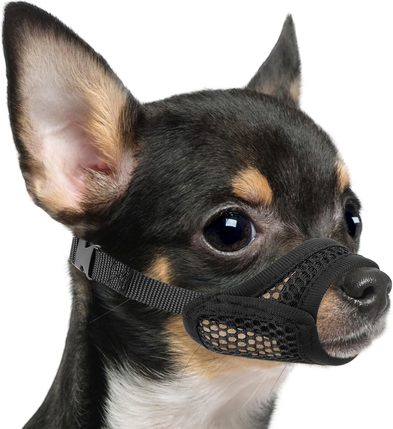 Your Dog's Comfort Starts with Mayerzon!